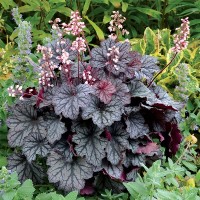 Гейхера Regina №2 2л