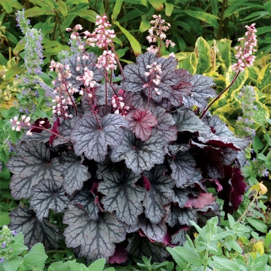 Гейхера Regina №2 2л