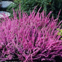 Верес Patricia (касетна розсада)