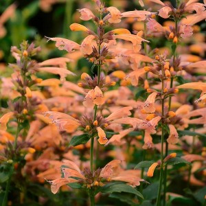 Агастахіс Mango Tango