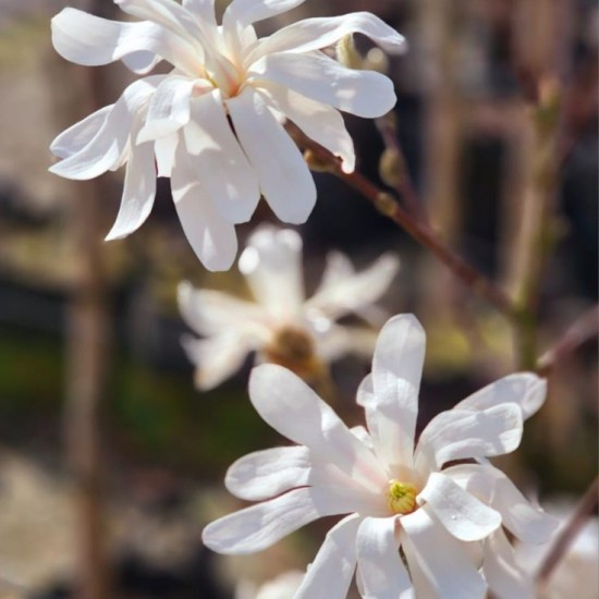 Магнолія зіркова Стелата 3-ох річна (80-110)