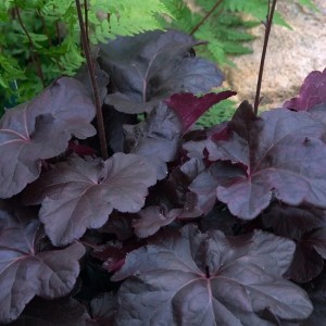 Гейхера Obsidian №1 2л