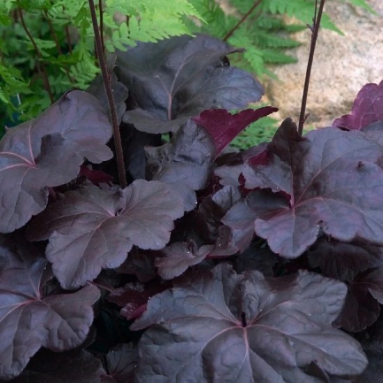 Гейхера Obsidian №1 2л