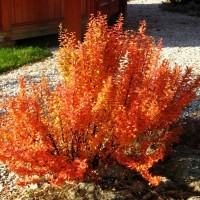 Барбарис Оrange Pillar р9