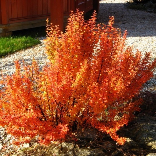 Барбарис Оrange Pillar р9