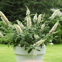 Будлея Little Rockstars White р9