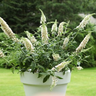 Будлея Little Rockstars White р9