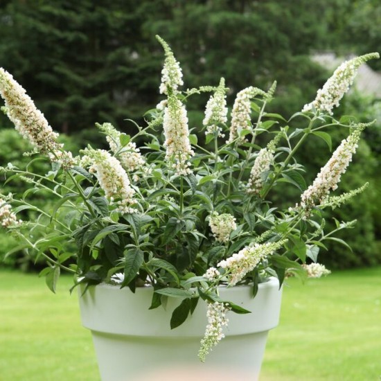 Будлея Little Rockstars White р9