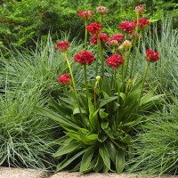 Армерія Ballerina Red р9