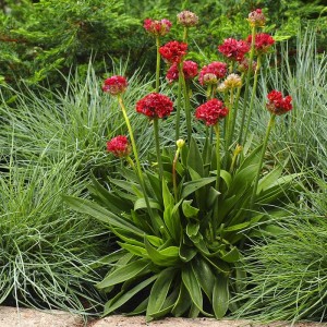 Армерія Ballerina Red р9