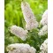 Будлея Little Rockstars White р9