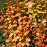 Барбарис Оrange Pillar р9