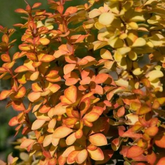 Барбарис Оrange Pillar р9