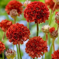 Армерія Ballerina Red р9