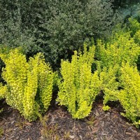 Барбарис Марія 1.5 л