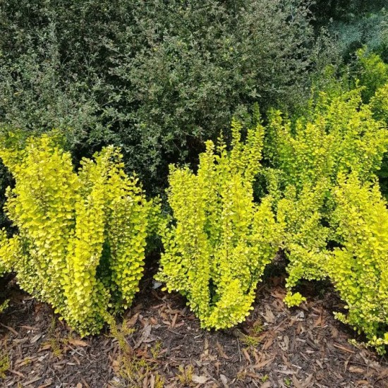 Барбарис Марія 1.5 л