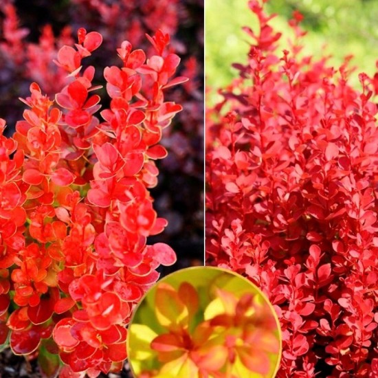 Барбарис Десперадос р9