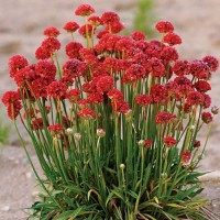 Армерія Ballerina Red р9