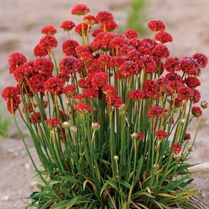 Армерія Ballerina Red р9