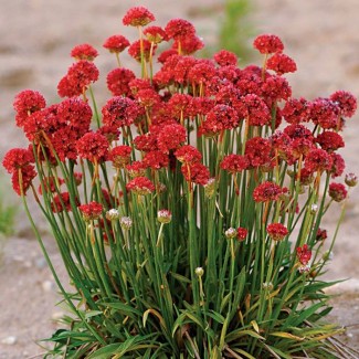 Армерія Ballerina Red р9