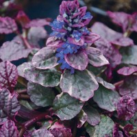 Аюга (живучка) Burgundy Glow 2 л