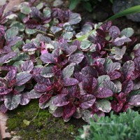 Аюга (живучка) Burgundy Glow 2 л