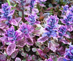 Багаторічники