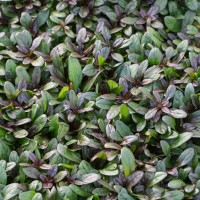 Аюга (живучка) Chocolate chip 2 л 