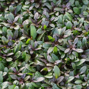 Аюга (живучка) Chocolate chip 2 л 