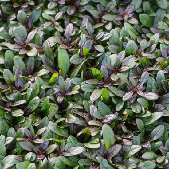 Аюга (живучка) Chocolate chip 2 л 