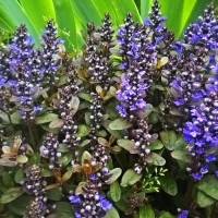 Аюга (живучка) Chocolate chip 2 л 