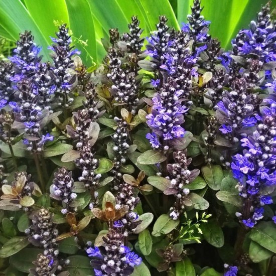 Аюга (живучка) Chocolate chip 2 л 