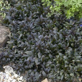 Аюга (живучка) Chocolate chip р9