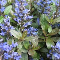 Аюга (живучка) Chocolate chip р9