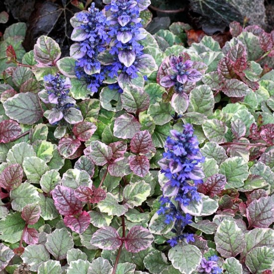 Аюга (живучка) Burgundy Glow р9