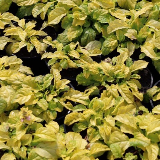 Аюга (живучка) Gold Chang 2 л