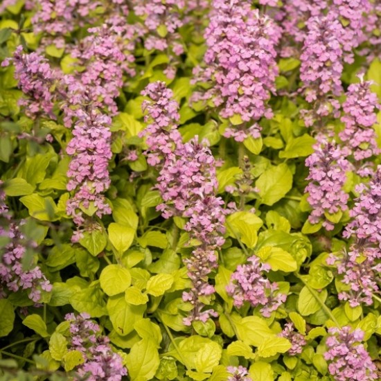 Аюга (живучка) Gold Chang 2 л