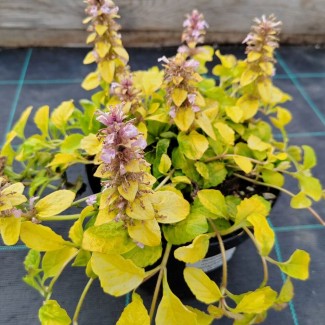 Аюга (живучка) Gold Chang р9