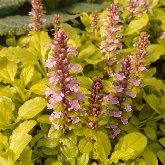 Аюга (живучка) Gold Chang р9