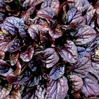 Аюга(живучка)  Mahogany 2 л