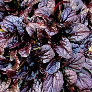 Аюга(живучка)  Mahogany 2 л