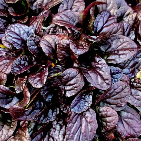 Аюга(живучка)  Mahogany 2 л