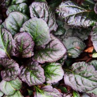 Аюга (живучка) Mahogany р9