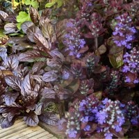 Аюга (живучка) Mahogany р9