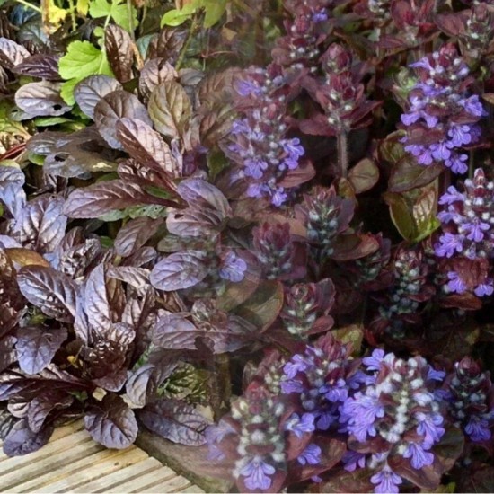 Аюга (живучка) Mahogany р9