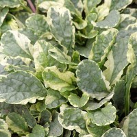 Аюга (живучка) Princess Elsa р9