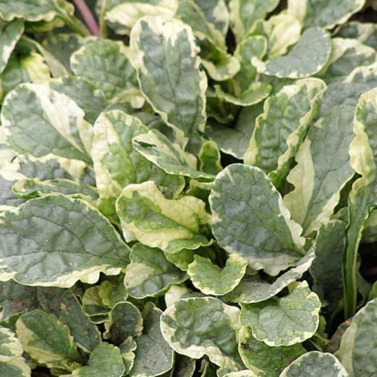 Аюга (живучка) Princess Elsa р9