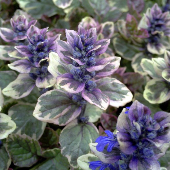 Аюга (живучка) Princess Elsa р9