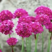 Армерія малинова 1,5 л Армерія малинова 1,5 л
