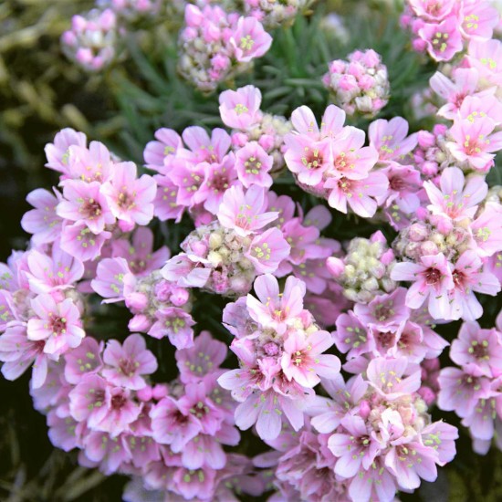 Армерія Lelekovice р9